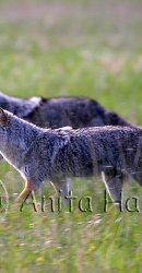 Hunting Coyote - img_3560_w.jpg