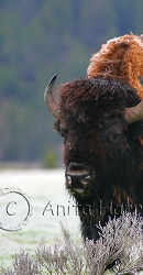 Bison on a frosty morning - img_4255_w.jpg