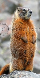 Furry Marmot - img_4984_2_w.jpg