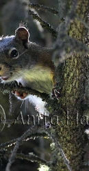 Tree squirrel - _5443_1_w.jpg
