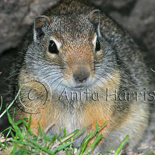 Uinta Ground Squirrel - img_3629_w.jpg