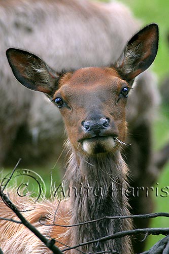 Elk Portrait - img_4110_2_w.jpg