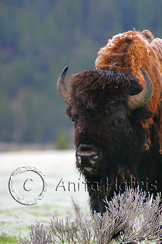 Bison on a frosty morning - img_4255_w.jpg
