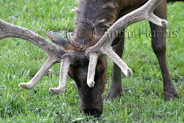 Grazing Elk - img_4305_w.jpg