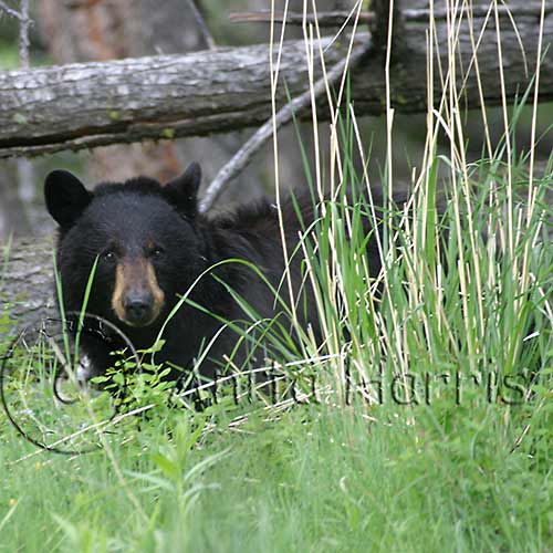Black Bear in the trees -img_4913_w.jpg